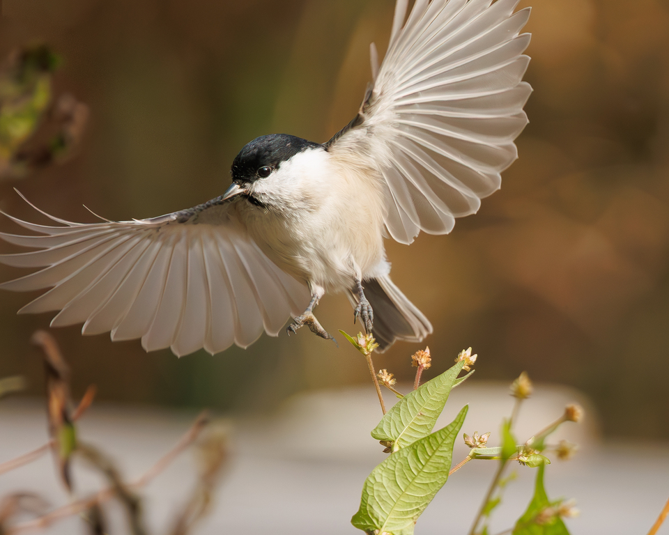 「野鳥部門」入賞　富樫隆弘さんの作品「森の小さな住人」