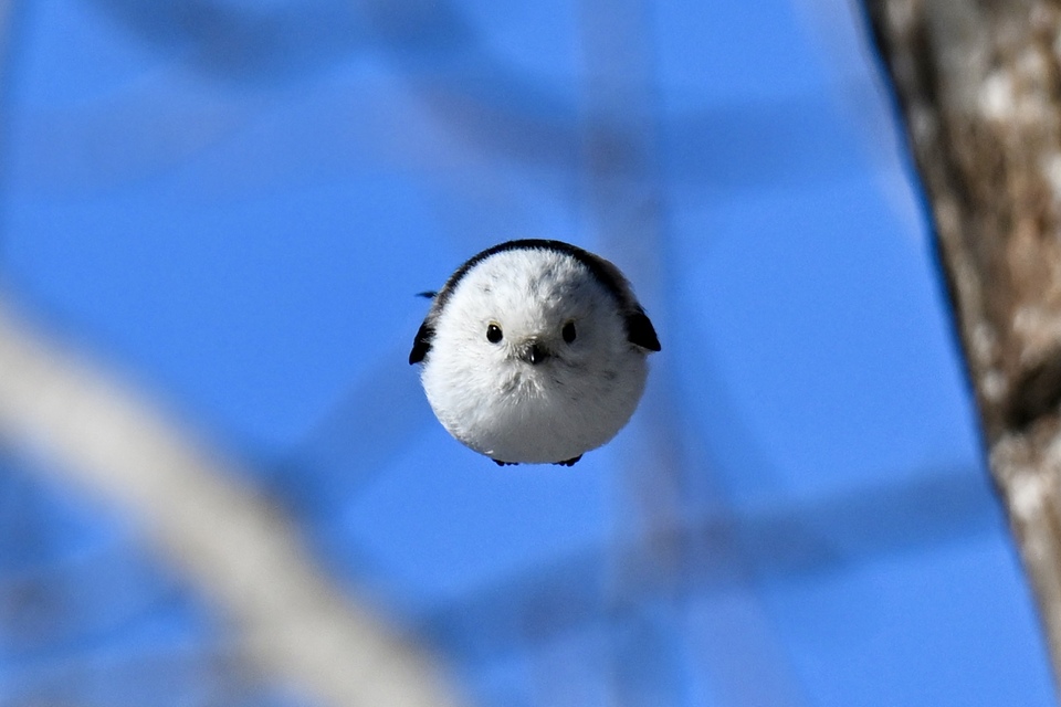 「野鳥部門」入賞　奥村直紀さんの作品「シマエナガロケット」