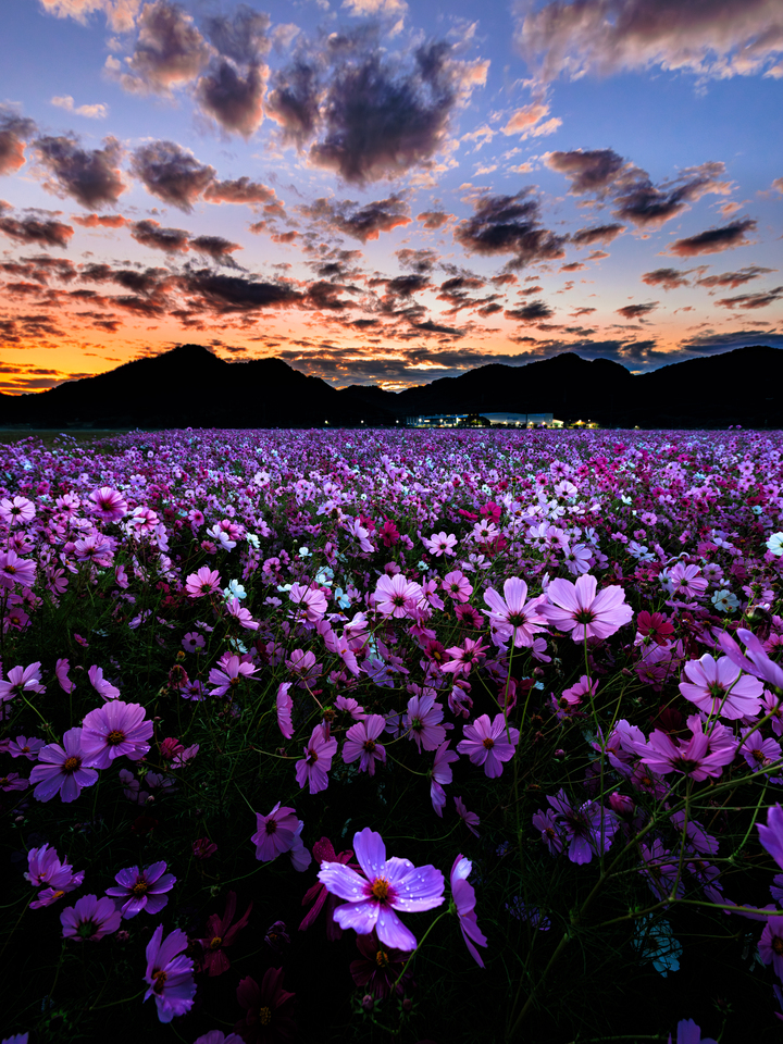 佳作　trico_style.incさんの作品「紫の刻（むらさきのとき）」