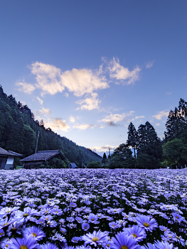 協賛賞（トヨタカローラ香川賞）　masaaki  ( @masaaki__photo  )さんの作品「夏を彩る華　北山友禅菊」