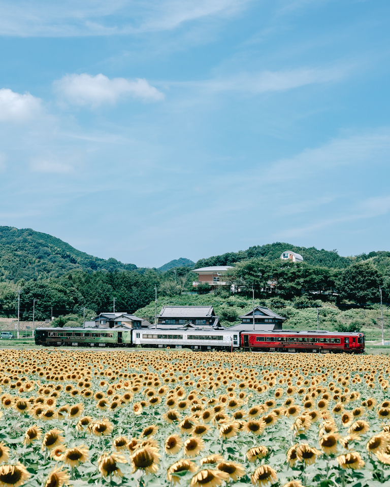 入賞　上笹広二さんの作品「向日葵日和」