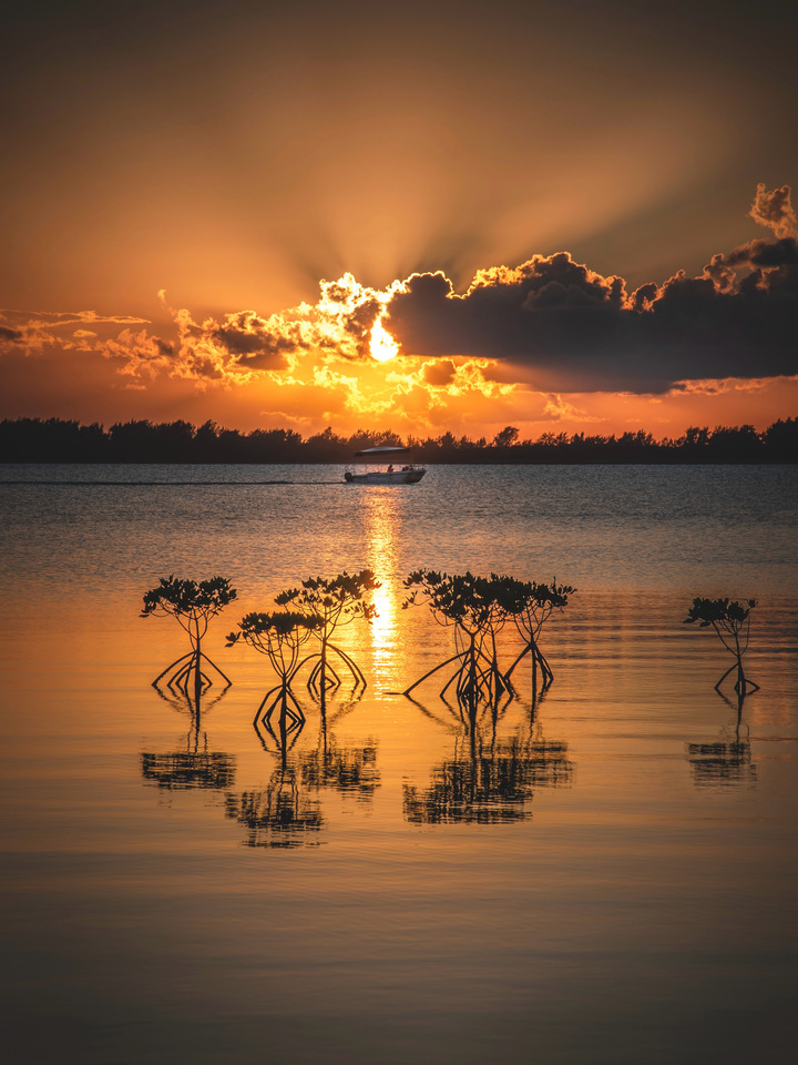 協賛賞（ファイブアローズ賞）　Takayuki Nashimotoさんの作品「マングローブの夕暮れ」