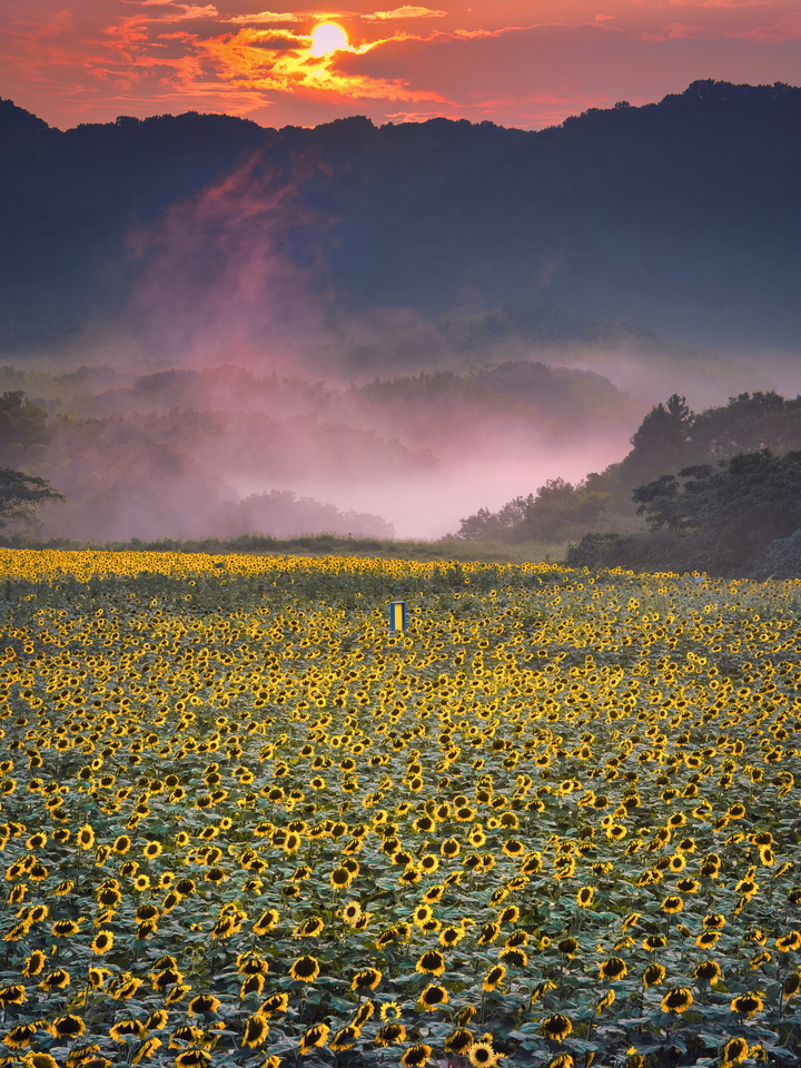 佳作　大坪　邦仁さんの作品「阿讃夕霧」