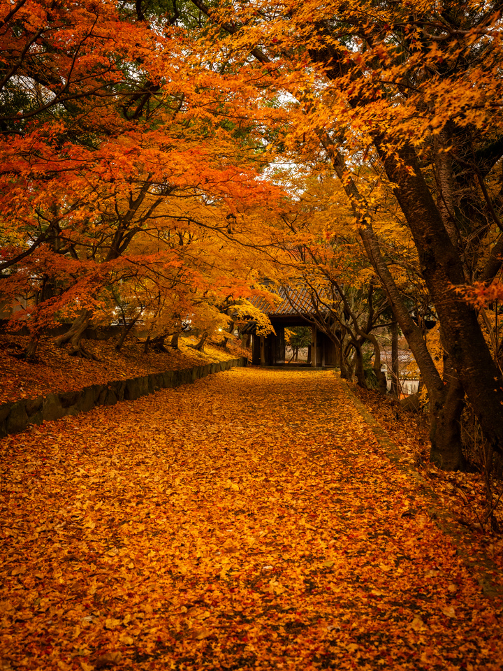 優秀賞　akiさんの作品「彩錦」
