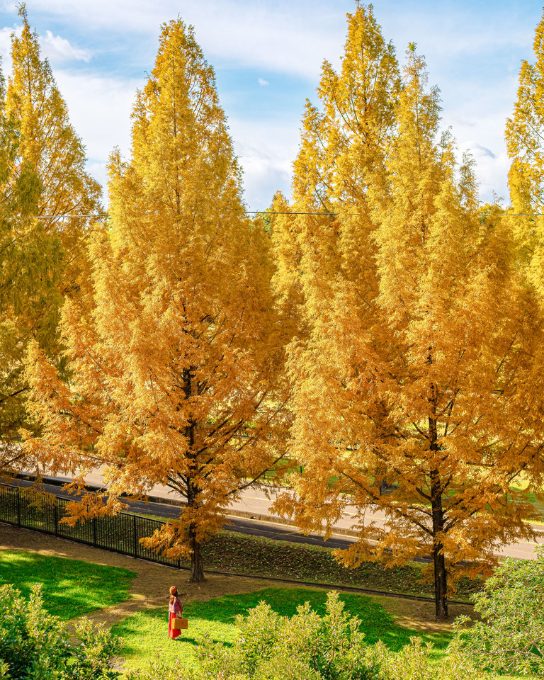 協賛賞（日本ドルフィンセンター賞）　@sanf_yasuさんの作品「黄金色の迷い道」