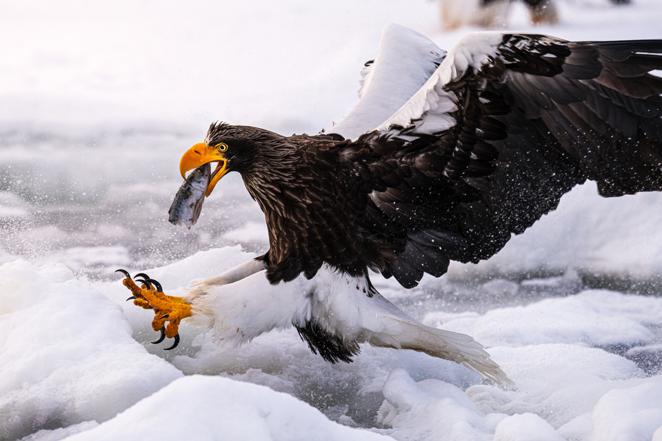 東京カメラ部10選U-22 2025　佐間野裕生さんの作品「Top Predator」