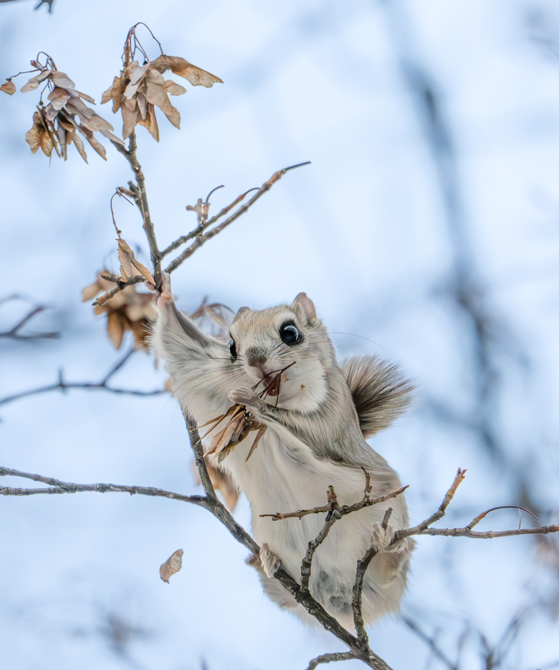 東京カメラ部10選U-22 2025　長谷野乃子さんの作品「小さな冬の主」