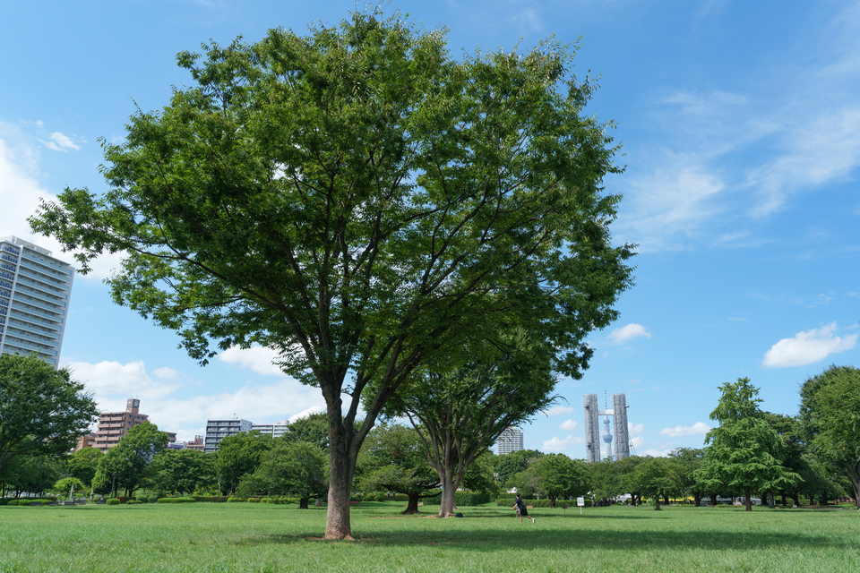 佳作　田口哲也さんの作品「真夏の木場公園」