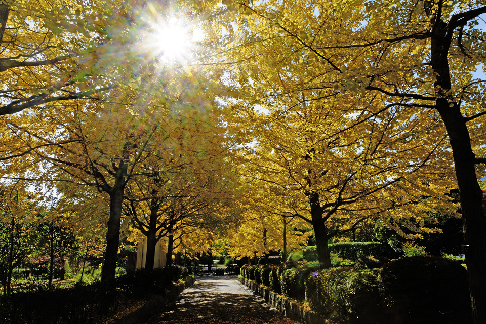 佳作　井上 庸夫さんの作品「秋・爛漫」