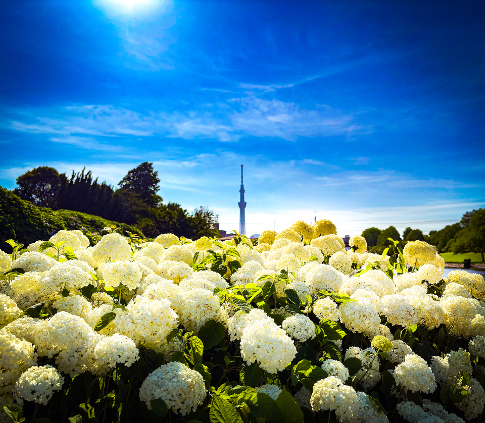 三推し賞（江東区観光協会推し)　@ikebanadoctorさんの作品「白花越しの夏空と東京スカイツリー」