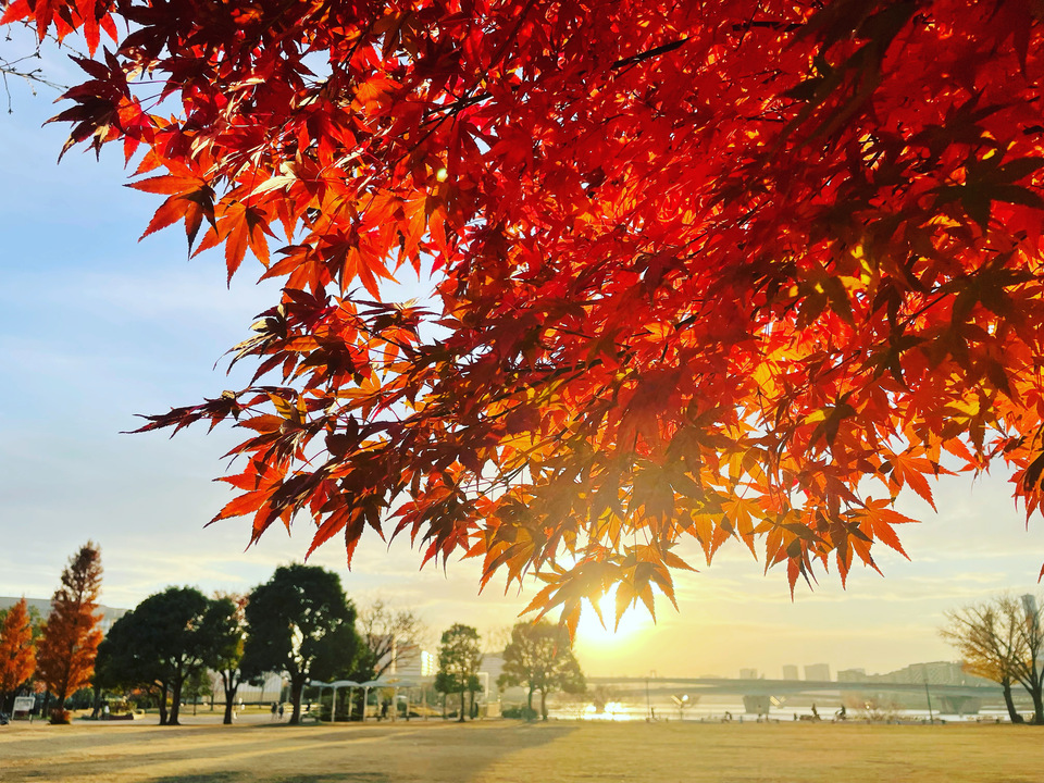 佳作　art0926さんの作品「金色の夕日に照らされて、真っ赤に染まる紅葉かな」