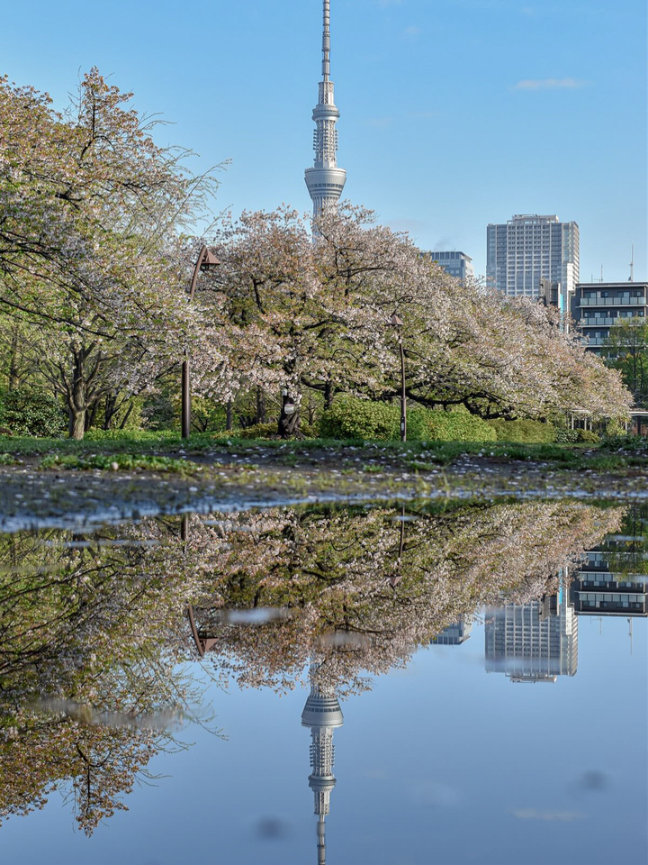 入選　S@MMEさんの作品「雨上がり、お花見日和。」