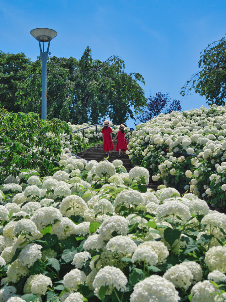 みどり銅賞　yoshi（cameraife）さんの作品「アナベルの曲線」