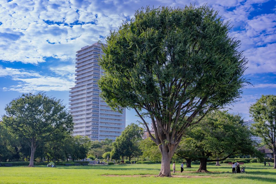 佳作　hiro2017さんの作品「緑の屋根の下で」