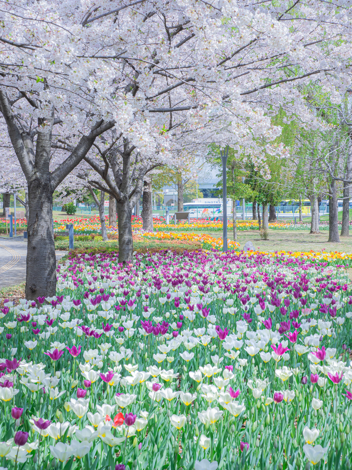 佳作　yuki__hamakkoさんの作品「桜とチューリップの共演」
