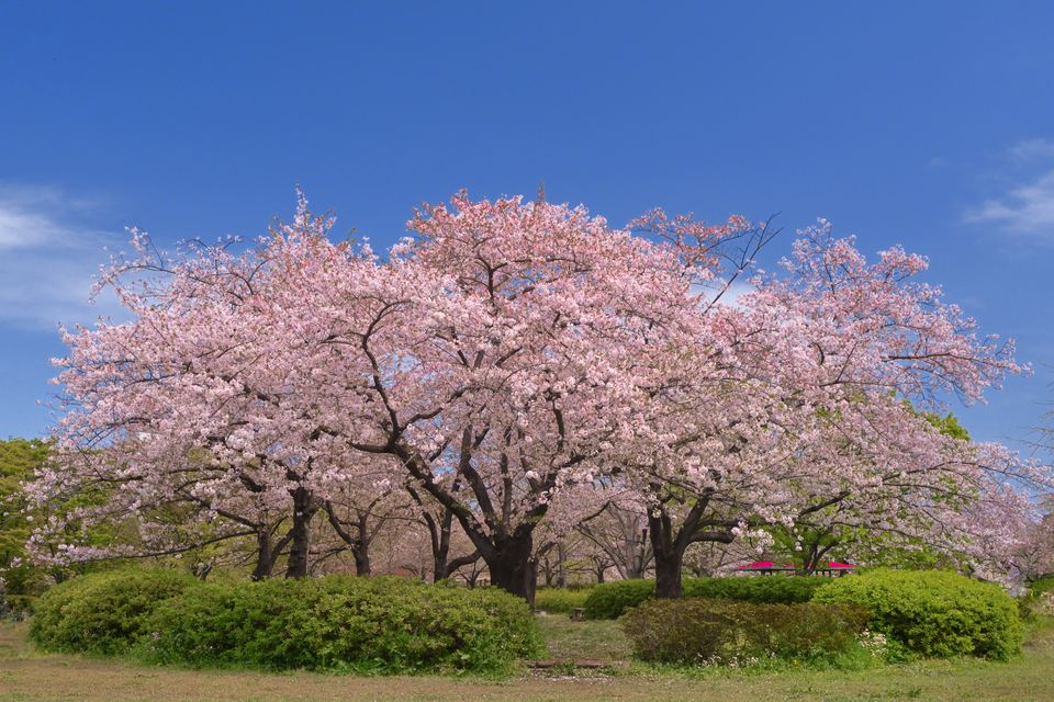 佳作　ふぉと☆楽☆さんの作品「青空に咲く、猿江の大桜」