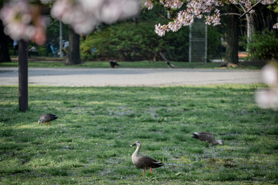 佳作　S@MMEさんの作品「鴨と一緒に散歩できるカモ」