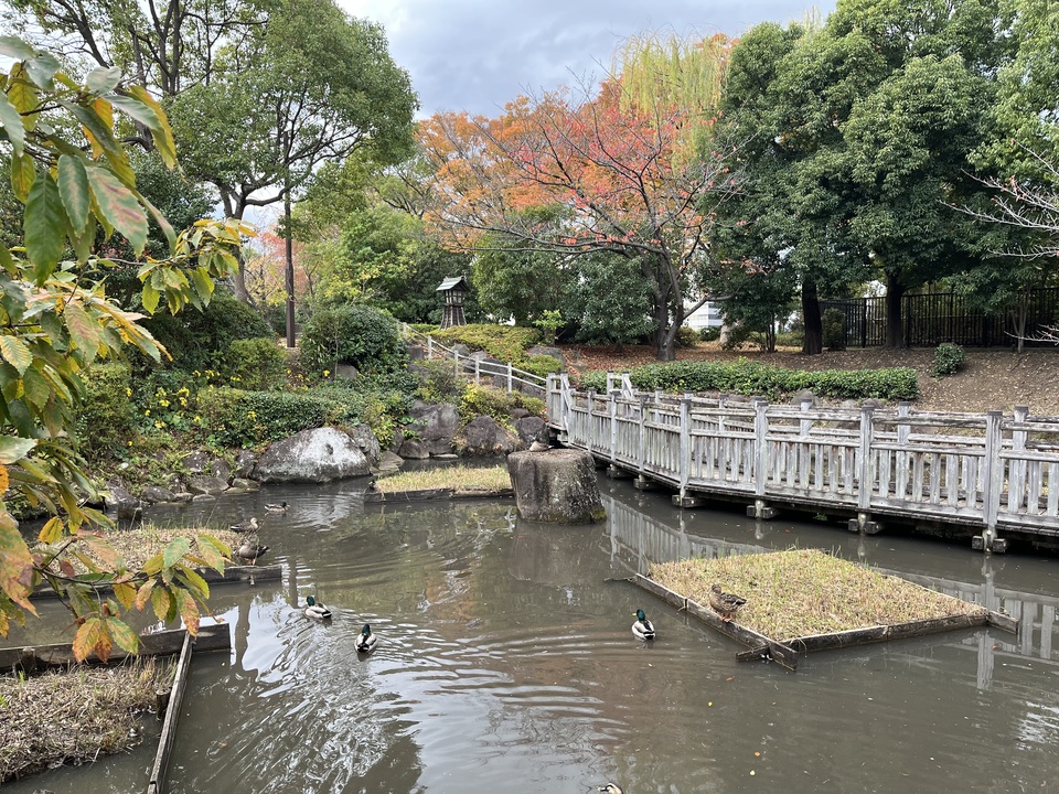 入選　koto_midori25さんの作品「マガモと紅葉」
