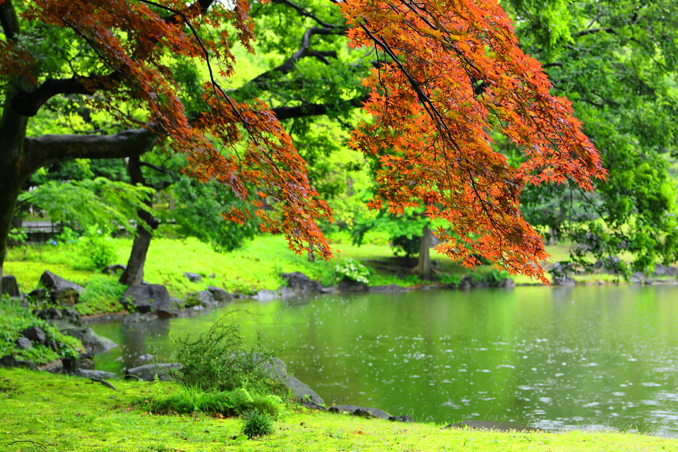 入選　HKIDさんの作品「雨の清澄庭園」