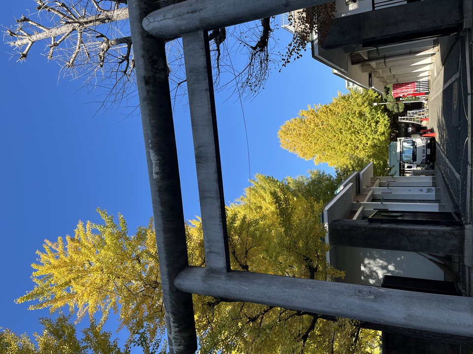 入選　koto_midori25さんの作品「鳥居とイチョウ」