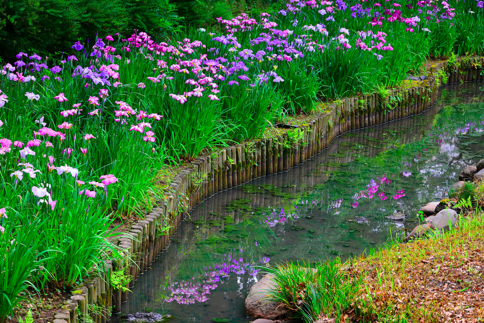 入選　HKIDさんの作品「水面に映る花菖蒲」