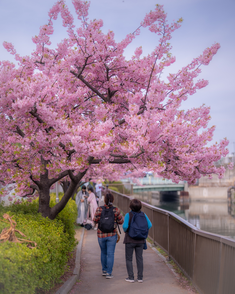 佳作　hiro2017さんの作品「花咲く道」