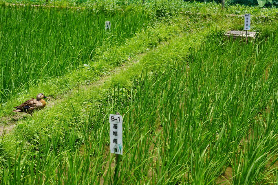 入選　井上 庸夫さんの作品「リアルことみちゃん、見ぃ～つけ！」