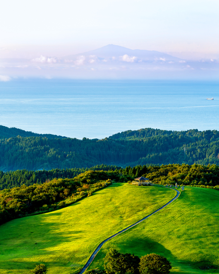 入賞　massony21さんの作品「陽光に微笑む」