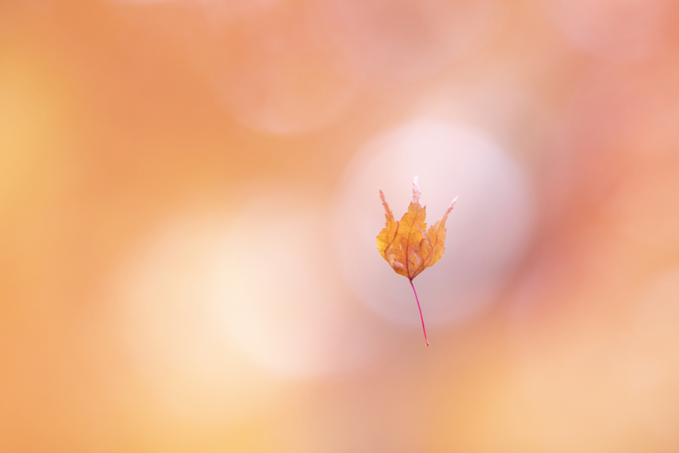 入賞　いでひとみさんの作品「別れの一葉」