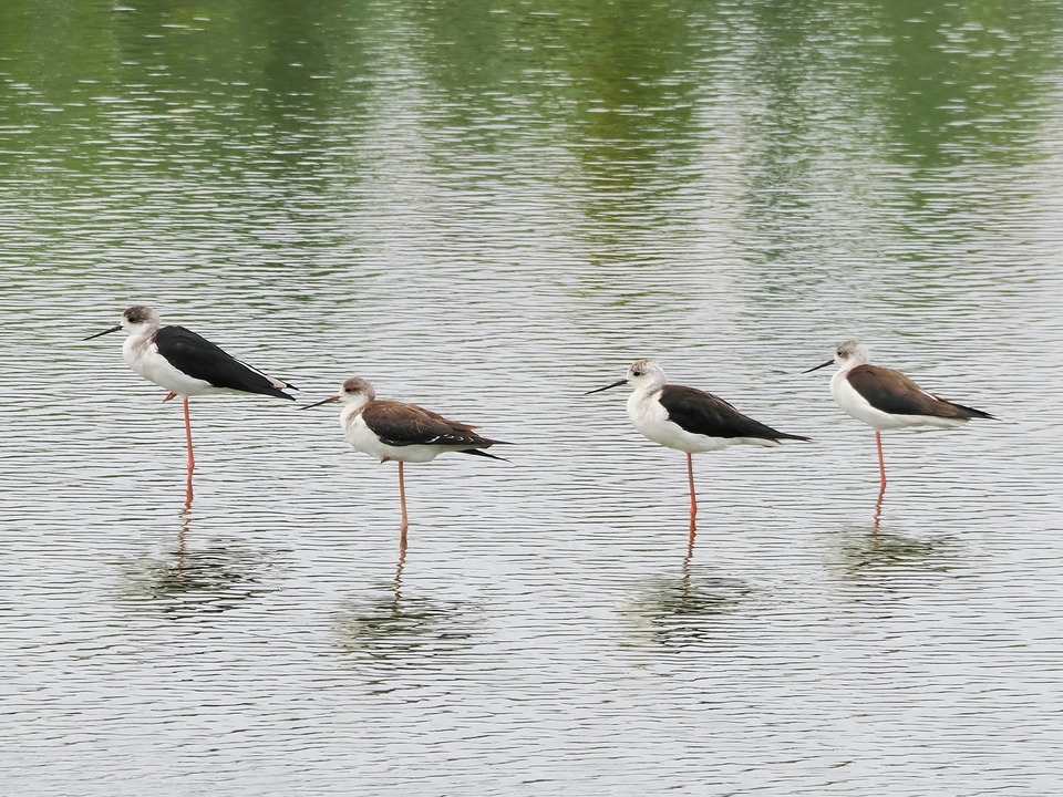 入賞　sweetfish_1112さんの作品「オブジェのようなセイタカシギ」