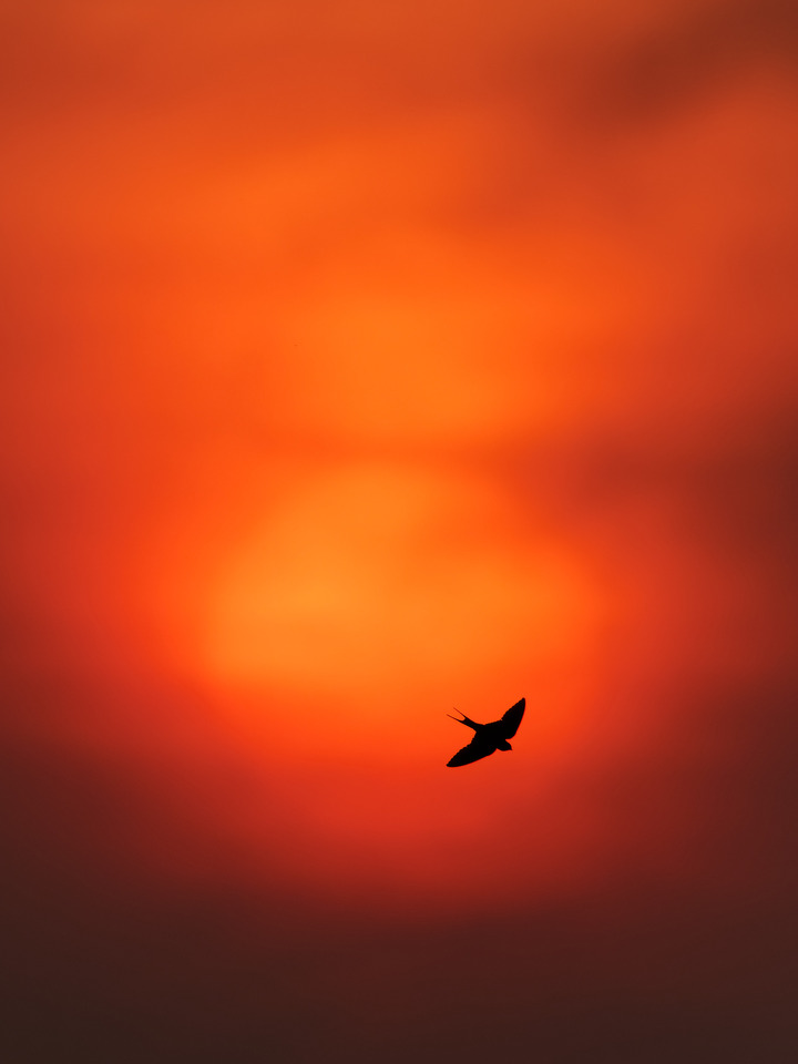 部門賞（野鳥）　wakatsuki.uさんの作品「火燕」