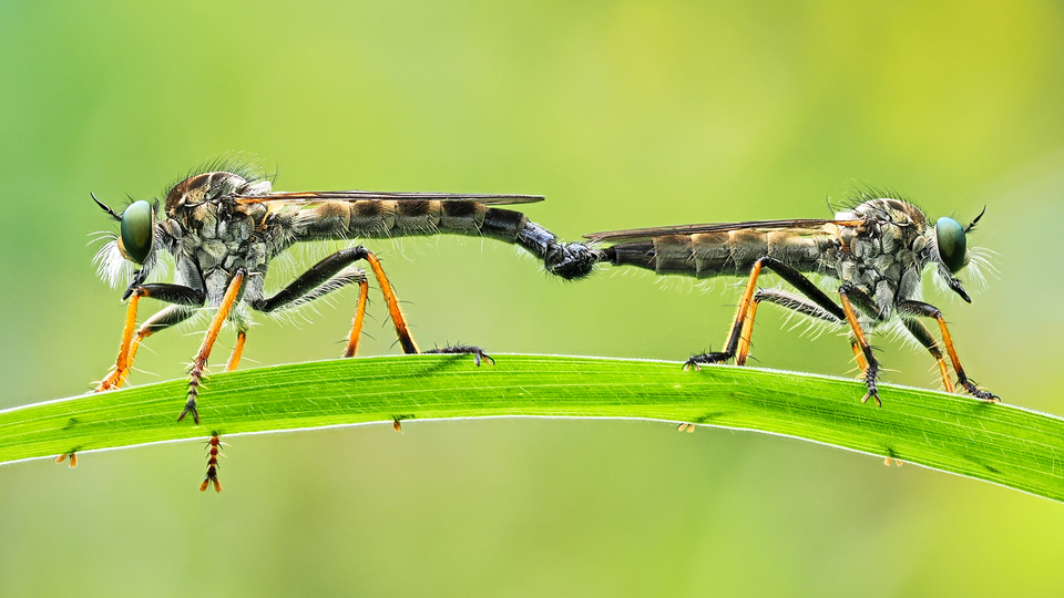 部門賞（ネイチャーマクロ）　Takiko Hiraiさんの作品「もう離れないよ」