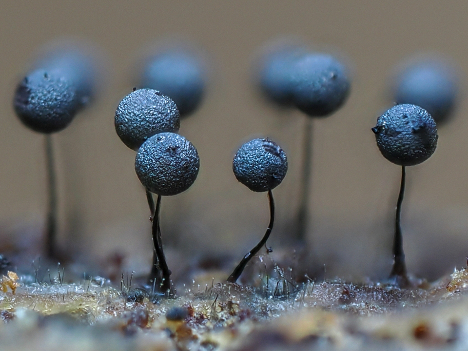 入賞　林 真智子さんの作品「小さな背伸びの列」