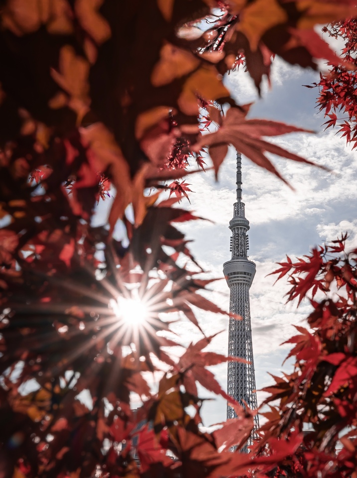「すみだの四季・自然」部門賞　𝑇𝑎𝑘𝑢さんの作品「秋に燃ゆる紅葉スカイツリー」