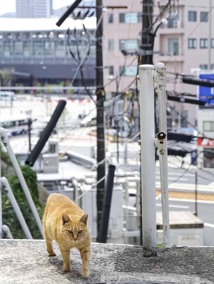 入賞　Nuko photographermさん