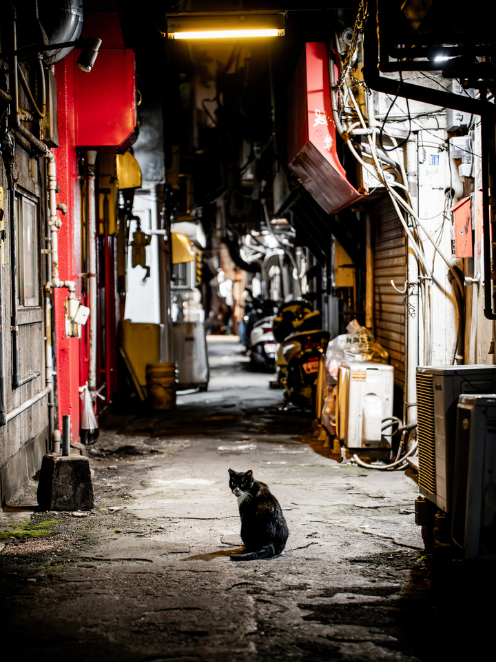入賞　腐肉 狼さん