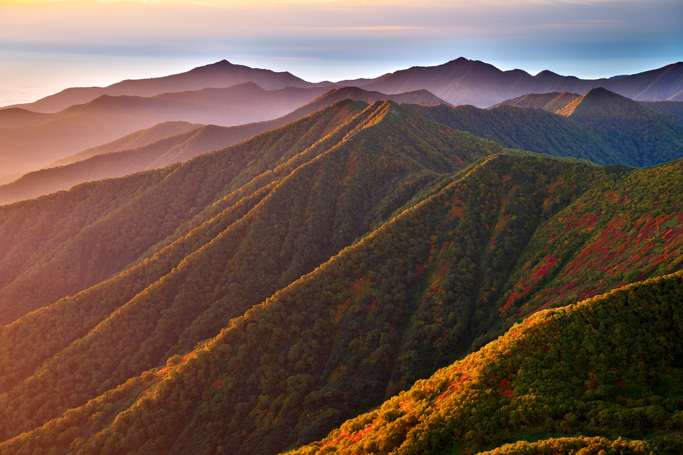 入選　横江　憲一さんの作品「原始の森の輝き」