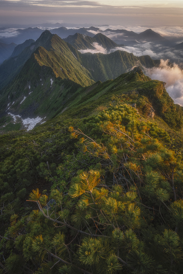 入選　北井　佑典さんの作品「PINE GARDEN」