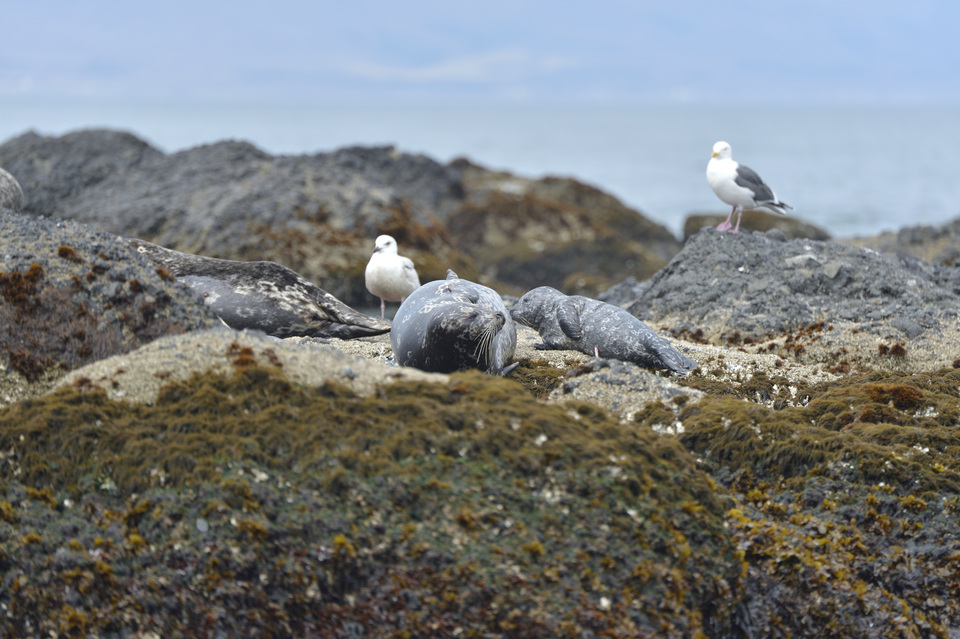 動植物たちの営み　部門賞　出口　大芳　hiro‗hokkaidouさんの作品「へその緒のぬくもり、海の子」