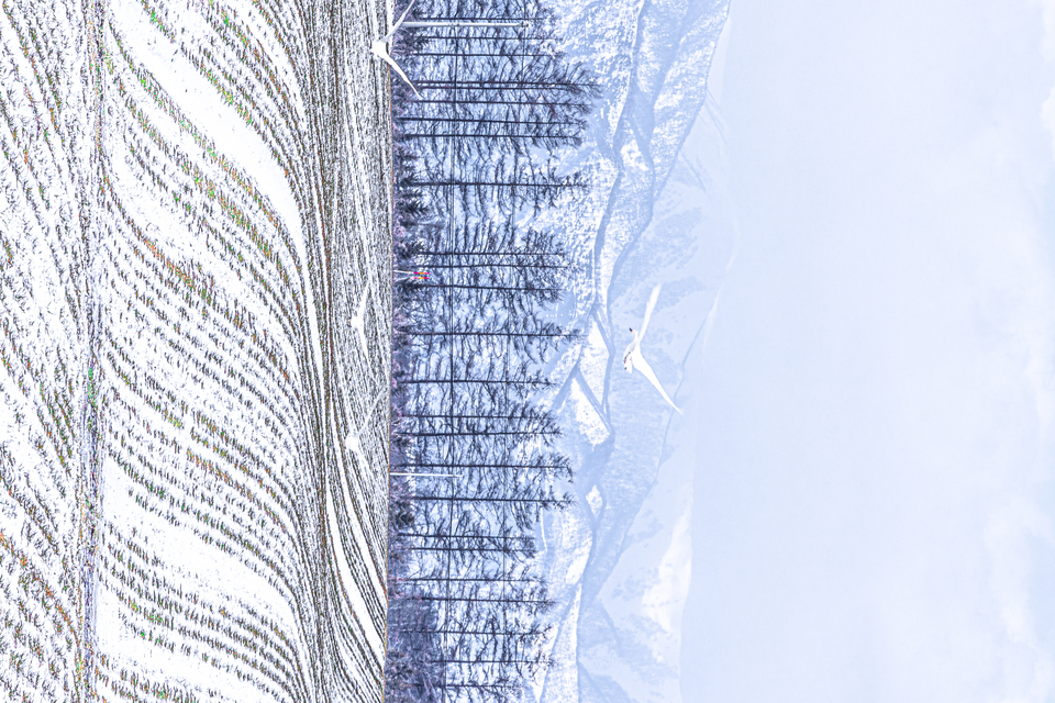 入選　川島　吉政さんの作品「大白鳥舞う日高山脈」