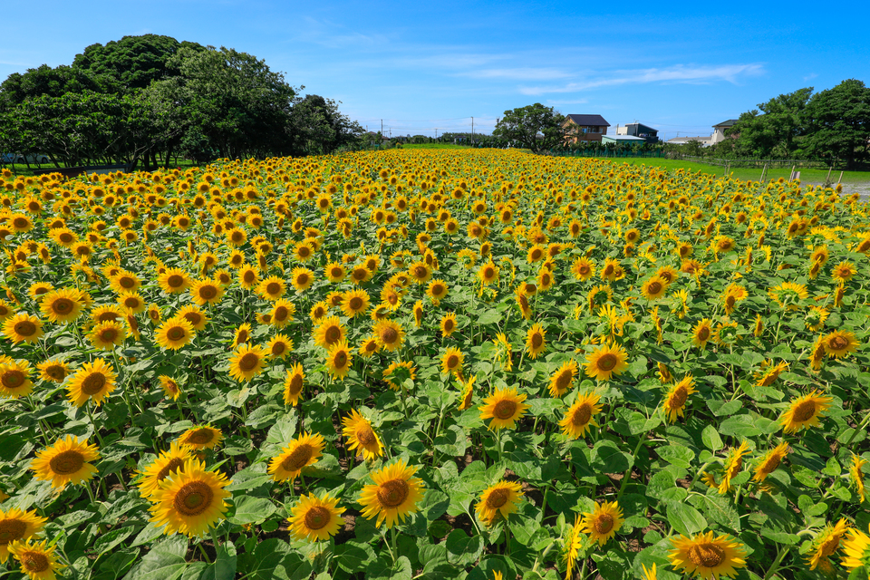 佳作（神栖の四季）　小堤晃さんの作品「夏空に咲く」