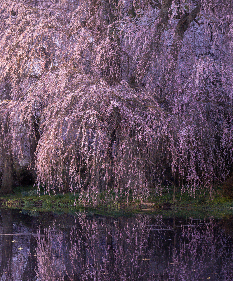 松本の春部門 入賞　katiku0109さんの作品「幽玄」