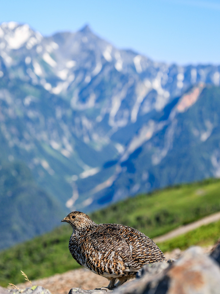 松本の夏部門 入賞　kaphoto26さんの作品「稜線に生きる」