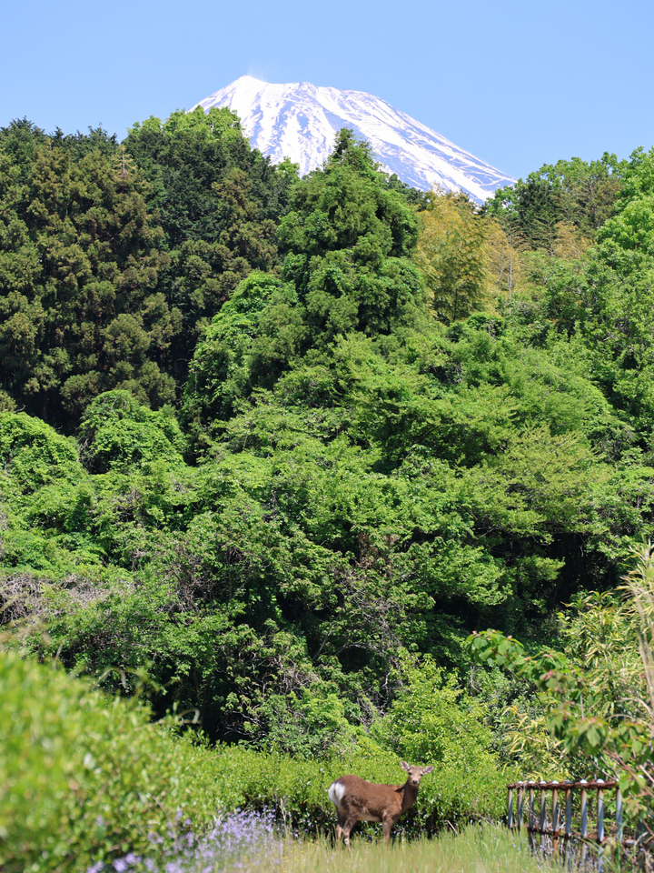 銀賞（富士山写真部門）　渡邉 理恵さんの作品「鹿に誘われて」