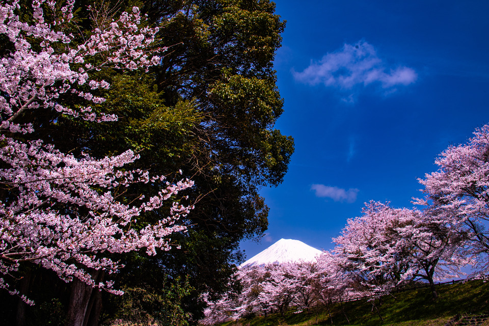 入選（富士山写真部門）　市川 宏さんの作品「富士山讃花」