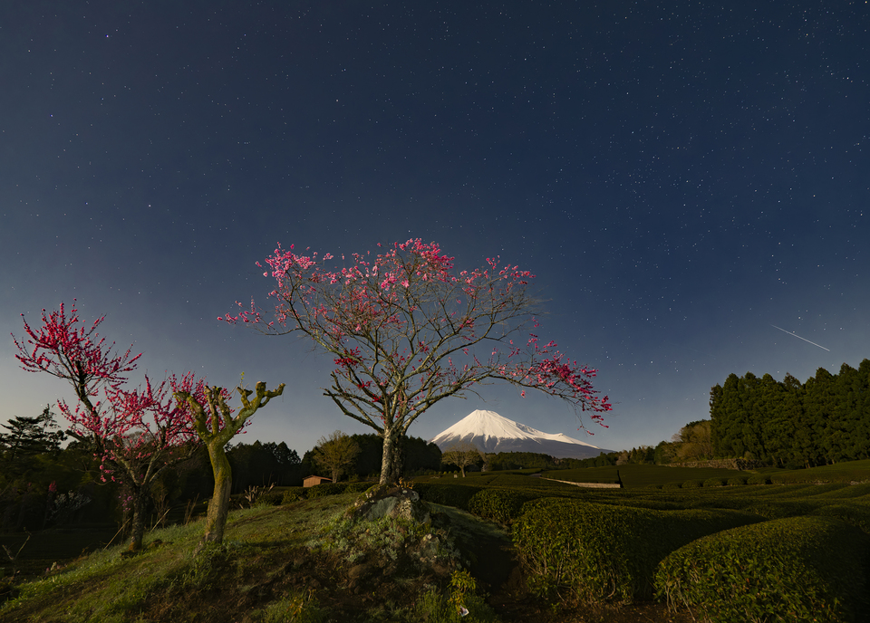 グランプリ（富士山写真部門）　鈴木 悦夫さんの作品「月夜の桃姫様」
