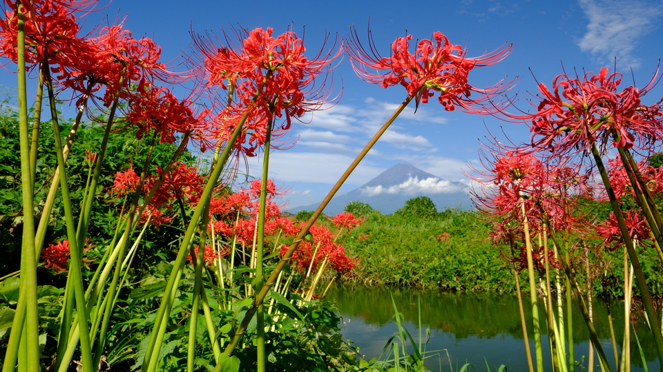 入選（富士山写真部門）　鈴木 潔さんの作品「水辺に咲く彼岸花」