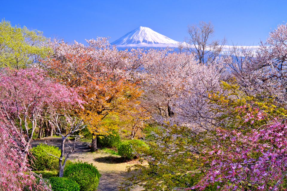 金賞（富士山写真部門）　山本 裕さんの作品「春爛漫」