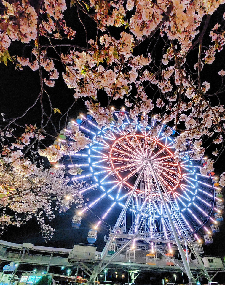 入選（スマホ写真部門）　須賀 典子さんの作品「春の夜に桜咲く」