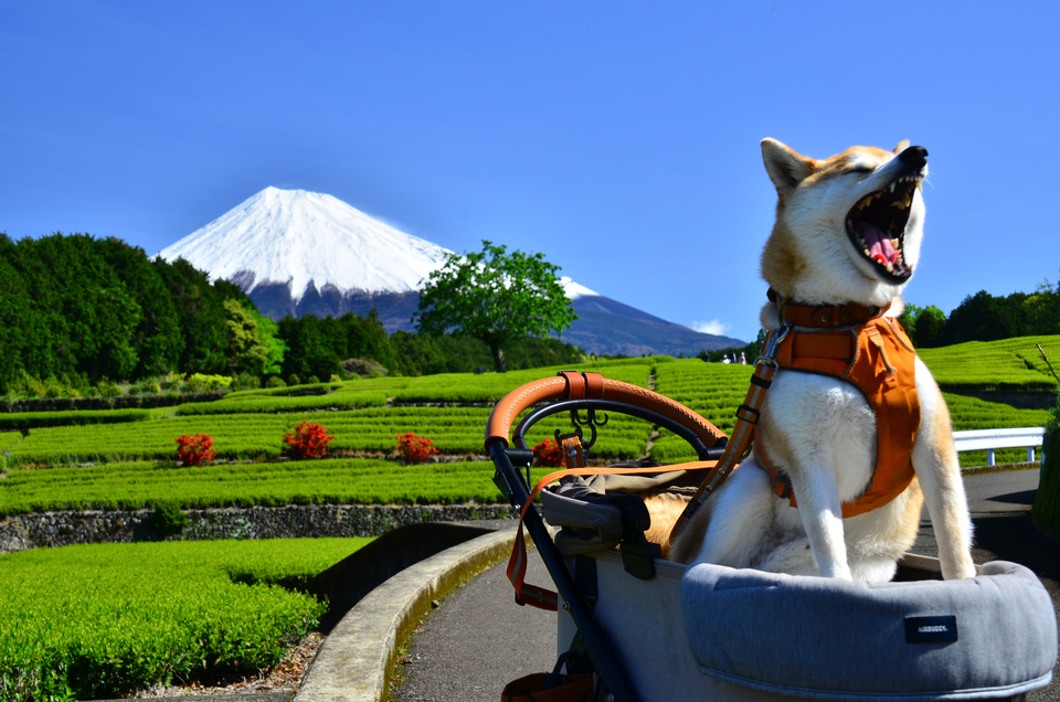 入選（富士山写真部門）　影山 浩さんの作品「ワォ～ン」